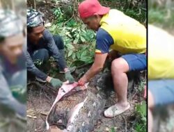 Tragis, Warga di Sidrap Ditemukan Tewas Ditelan Ular