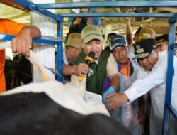 Pj Gubernur Menjadikan Sentra Sapi Perah Dengan Meningkatkan Produksinya Di Desa Cendana Kab Enrekang