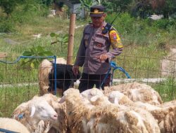 Kapolsek Gresik 3 Tahun Jualan Kambing, Jelang Idul Adha Kebanjiran Order
