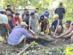 Kejaksaan Negeri Enrekang Adakan Pemotongan dan Pembagian Hewan Kurban Idul Adha 1445 H