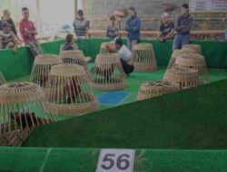 Diduga Judi Sabung Ayam Merajalela Oknum Terkesan Kebal Hukum