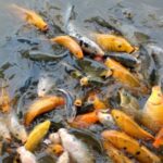 Gambar berita Fakta1