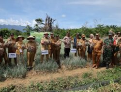 Bupati dan Wakil Bupati Konawe Utara Menggelar Kegiatan Panen Raya Bawang Merah di Desa Tetewatu