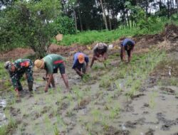 Babinsa Koramil 1002-04/Labuan Amas Selatan Dampingi Petani Tanam Padi, Wujud Nyata Ketahanan Pangan