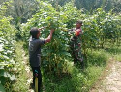 Dukung Ketahanan Pangan, Babinsa Bantu Petani Petik Mentimun