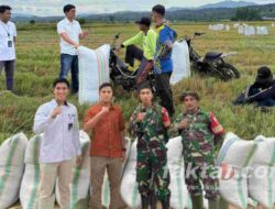 Bulog Unaaha Pecahkan Rekor Penyerapan Gabah Tertinggi di Sulawesi Tenggara