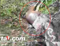 Geger!, Piton 6,5 Meter di Sidrap Telan Sapi Hidup-hidup, Warga Akhirnya Menebas Ular