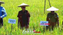 Dorong Modernisasi dan Kesejahteraan Petani, Gubernur Sultra Hadiri Panen Raya Padi di Konawe