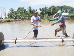 Target Satu Juta Ton Gabah, Bupati Sidrap Tanam Padi Tabela di Kanie