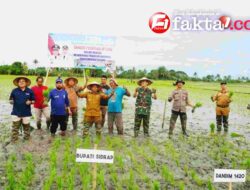 Spirit Swasembada Pangan dari Sidrap: IP200 Mulai, IP300 Menanti