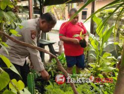 Dukung Ketahanan Pangan Bripka Achmad Hariyadi Turun ke Kebun Bersama Petani Cabai
