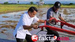 Lahan Tidur Disulap Jadi Sawah: Panca Lautang Sidrap Panen Bantuan Rp75 Miliar