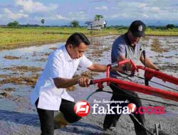 Lahan Tidur Disulap Jadi Sawah: Panca Lautang Sidrap Panen Bantuan Rp75 Miliar