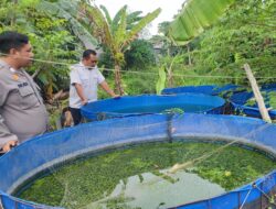 Sinergi Bhabinkamtibmas dan Warga Sidodadi Kecamatan candi Kembangkan Budidaya Ikan wujudkan ketahanan Pangan Berkelanjutan