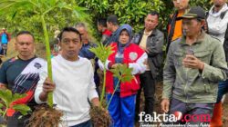 Bupati-Wabup Sidrap Tanam Perdana Porang di Bukit Punjabu