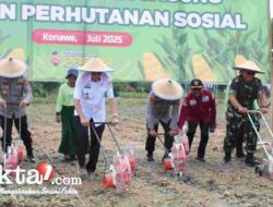 Sinergi Polres dan Pemkab Konawe Dorong Ketahanan Pangan Lewat Penanaman Jagung Serentak