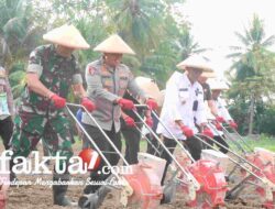 Dukung Swasembada Pangan,Polres dan Pemkab Sidrap Gelar Penanaman Jagung Serentak
