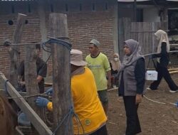 Sidrap Tuntaskan Vaksinasi PMK 10 Ribu Dosis, Tercepat di Sulsel