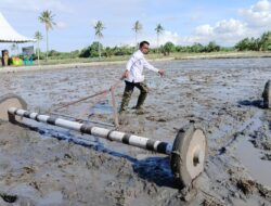 Implementasi Program IP300, Usai Panen di Alesalewo, Bupati Sidrap Lanjut Tabela di Allakkuang