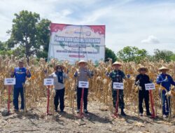 Sidrap Teguhkan Ketahanan Pangan Nasional Lewat Panen Raya Jagung Kuartal III