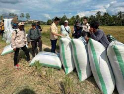 Hadir untuk Melindungi Petani, Bulog Konawe Komitmen Menjaga Stabilitas Harga Gabah dan Perkuat SPHP