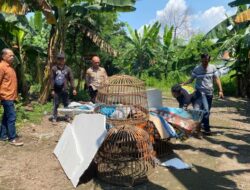 Dapatkan Laporan Masyarakat, Polsek Sedati Datangi Tempat Perjudian Sabung Ayam