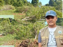 Ratusan Pohon Cengkeh Milik Warga Desa Puulemo Tumbang Akibat Diterjang Angin Kencang