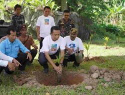 Sidrap Kembangkan Kelapa Genjah Pandan Wangi, Bupati Lakukan Penanaman Perdana