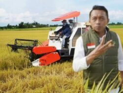 Bupati Sidrap Panen IP 300 di Majjelling, Produktivitas Capai 8 Ton per Hektare