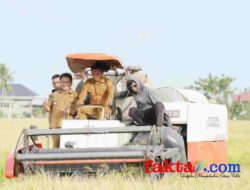 Panen Padi Awal Tahun, Sidrap Terus Jaga Produktivitas Pertanian