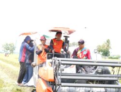 Panen Padi di Bulo, Bupati Sidrap : Produksi Naik Pendapatan Petani Meningkat