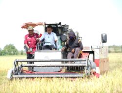 Panen di Bawah Panas Terik Ramadan, Bupati Ajak Petani Kejar Berkah