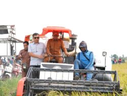 Panen di Wala, Bupati Sidrap Semangati Petani Kejar Target 10 Ton