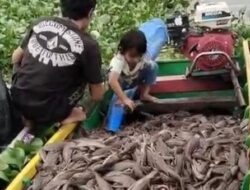 DIBASMI DI JAKARTA, DISANTAP DI SIDRAP: Inovasi “Hama Jadi Berkah” ala Danau Sidenreng