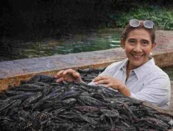 Solusi Cerdas Susi Pudjiastuti: Ikan Sapu-Sapu Jangan Cuma Dikubur, Ubah Jadi Cuan!
