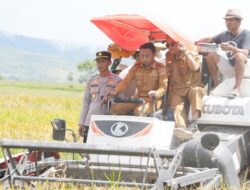 Genjot Swasembada Pangan, Bupati Sidrap Turun Sawah Bareng Petani Desa Lise