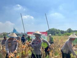 Polsek Taman Panen Jagung Serentak di Lahan Lingkar Mas Sepanjang, Dukung Ketahanan Pangan Nasional