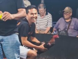 Negara Takluk di Tangan Bandar? Tantangan Terbuka Judi Sabung Ayam ‘Edy’ di Jantung Kutalimbaru