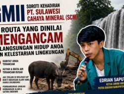 Anoa Terancam Punah! GMII Desak Pemerintah Evaluasi Izin PT SCM di Routa