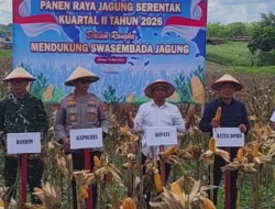 Sokong Swasembada Pangan Presiden Prabowo, Sidrap Siap Amankan Pasokan Jagung Nasional!