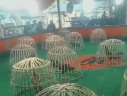 Pengamat Hukum Soroti Perjudian Sabung Ayam di Jember: Tak Sulit Ditutup jika Aparat Serius Menegakkan Hukum