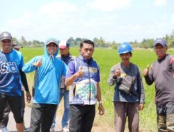 Pastikan Infrastruktur Mulus dan Sawah Produktif, Bupati Sidrap Turun Langsung Cek Salodua–Anabana