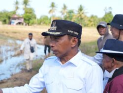 Panen Langsung Olah Tanah, Bupati Sidrap Pastikan Percepatan Tanam Tiga Kali Setahun Tanpa Jeda