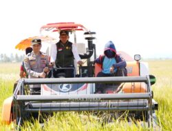 Bupati Sidrap Syaharuddin Alrif Pimpin Panen Raya, Tembus Produktivitas 10,7 Ton Per Hektare Menuju Target 1 Juta Ton Padi