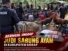 Sempat Coba Kabur dari Penggerebekan, Tiga Pelaku Judi Sabung Ayam di Sidrap Ditangkap Polisi
